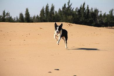 《使命召唤》x《进击的巨人》联动新预告 活动已上线